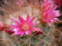 Мамилария рекой (Mammillaria rekoi ssp leptacantha)