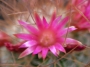 Мамилария рекой (Mammillaria rekoi ssp leptacantha)