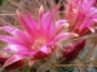 Мамилария рекой (Mammillaria rekoi ssp leptacantha)