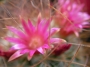 Мамилария рекой (Mammillaria rekoi ssp leptacantha)
