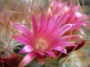 Мамилария рекой (Mammillaria rekoi ssp leptacantha)