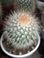Мамилария спиносисима (Mammillaria spinosissima)