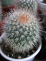Мамилария спиносисима (Mammillaria spinosissima)