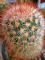 Мамилария спиносисима (Mammillaria spinosissima)