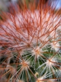 Мамилария спиносисима (Mammillaria spinosissima)