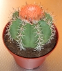 Мелокактус (Мelocactus maxonii)