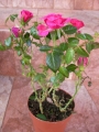 Мини роза цикламена (Mini rose)