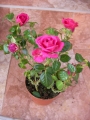 Мини роза цикламена (Mini rose)