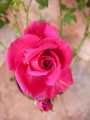 Мини роза цикламена (Mini rose)