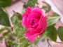 Мини роза цикламена (Mini rose)