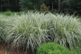 Мискантус вариегатен (Miscanthus variegated)