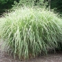 Мискантус вариегатен (Miscanthus variegated)