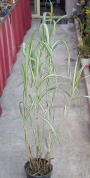 Мискантус вариегатен (Miscanthus variegated)