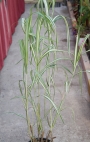 Мискантус вариегатен (Miscanthus variegated)