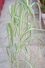 Мискантус вариегатен (Miscanthus variegated)
