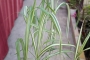 Мискантус вариегатен (Miscanthus variegated)