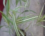Мискантус вариегатен (Miscanthus variegated)