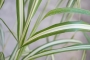 Мискантус вариегатен (Miscanthus variegated)