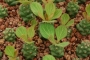 Монадениум (Monadenium ritchiei ssp. nymbayense)