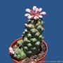 Монадениум (Monadenium ritchiei ssp. nymbayense)