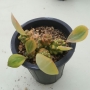 Монадениум (Monadenium ritchieie variegated rare)