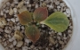 Монадениум (Monadenium ritchieie variegated rare)