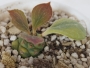 Монадениум (Monadenium ritchieie variegated rare)