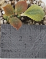 Монадениум (Monadenium ritchieie variegated rare)