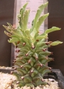 Монадениум (Monadenium rittchei var. niambense)