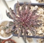 Монадениум (Monadenium rittchei var. niambense)