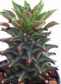 Монадениум (Monadenium rittchei var. niambense)