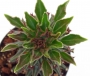 Монадениум (Monadenium rittchei var. niambense)