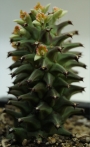 Монадениум (Monadenium rittchei var. niambense)