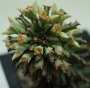 Монадениум (Monadenium rittchei var. niambense)