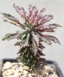 Монадениум (Monadenium rittchei var. niambense)