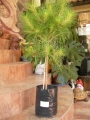 Морски черен бор (Pinus nigra Maritima)
