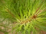 Морски черен бор (Pinus nigra Maritima)
