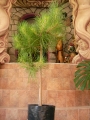Морски черен бор (Pinus nigra Maritima)