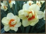 Нарцис (Narcissus Double Fashion)