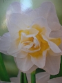 Нарцис (Narcissus White Lion)