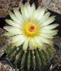 Нотокактус (Notocactus buiningii)