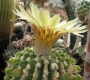 Нотокактус (Notocactus buiningii)