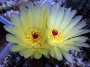 Нотокактус (Notocactus buiningii)