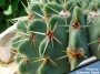 Нотокактус (Notocactus buiningii)