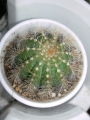 Нотокактус (Notocactus)
