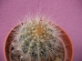 Нотокактус (Notocactus)