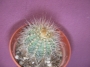 Нотокактус (Notocactus)
