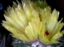 Нотокактус (Notocactus buiningii)