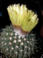 Нотокактус (Notocactus buiningii)