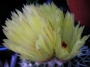 Нотокактус (Notocactus buiningii)